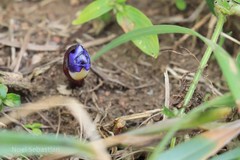 Aeginetia pedunculata